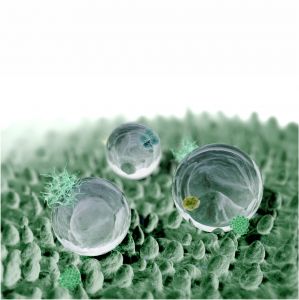 Nanotechnology - Lotus Effect